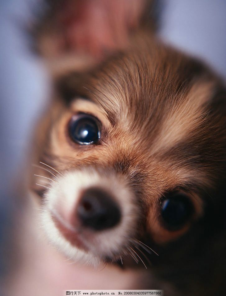 狗狗耳朵有水声