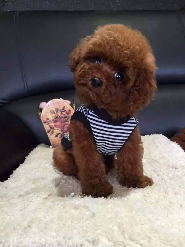 狗狗眼睛里血丝：关注宠物健康的细节